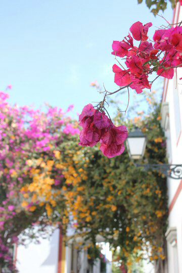 Bright pink and orange flowers in Puerto de Mogan, Gran Canaria