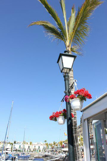 Red flowers in pots by a streetlamp and palm tree in Puerto de Mogan, Gran Canaria