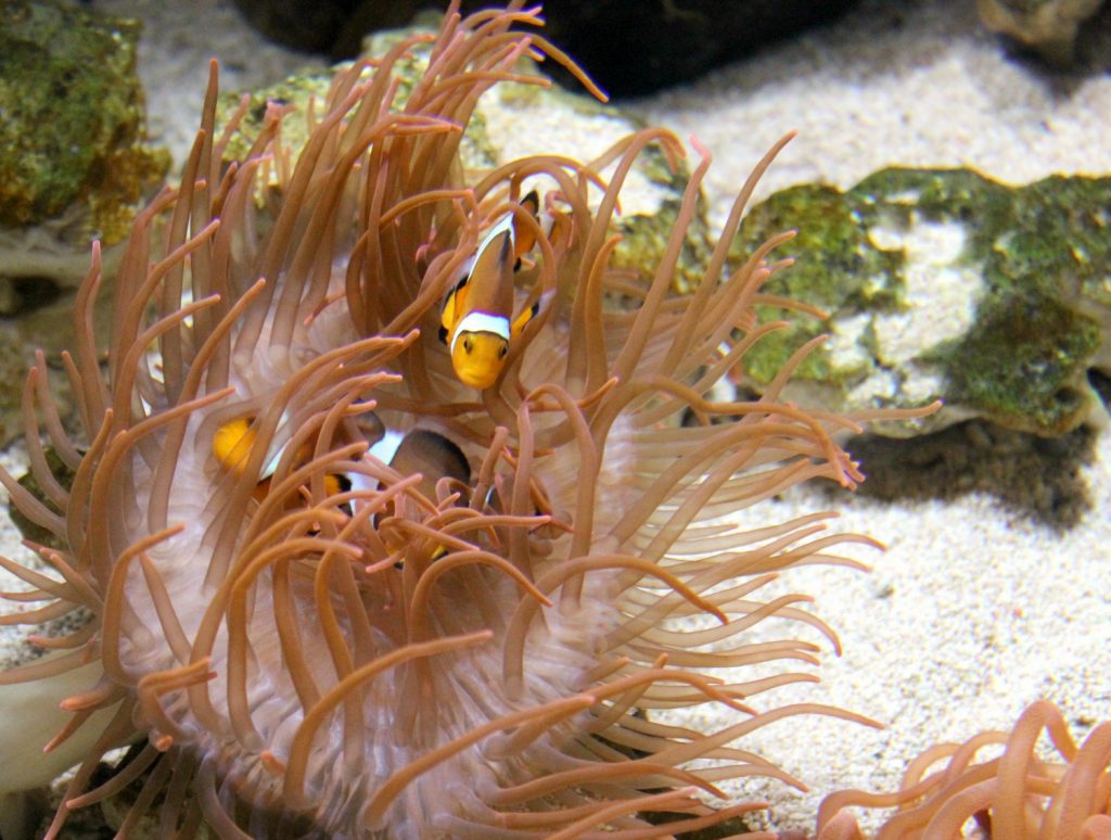 Clownfish in an anemone at the Blue Reef aquarium in Cornwall