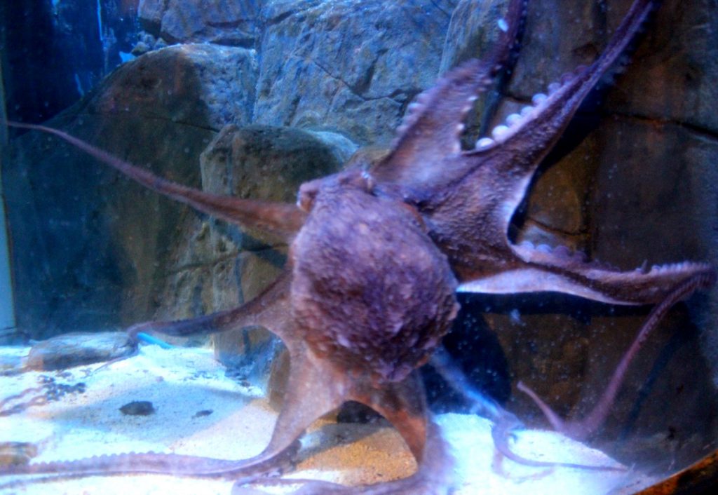 Giant Pacific Octopus at the Blue Reef Aquarium Newquay