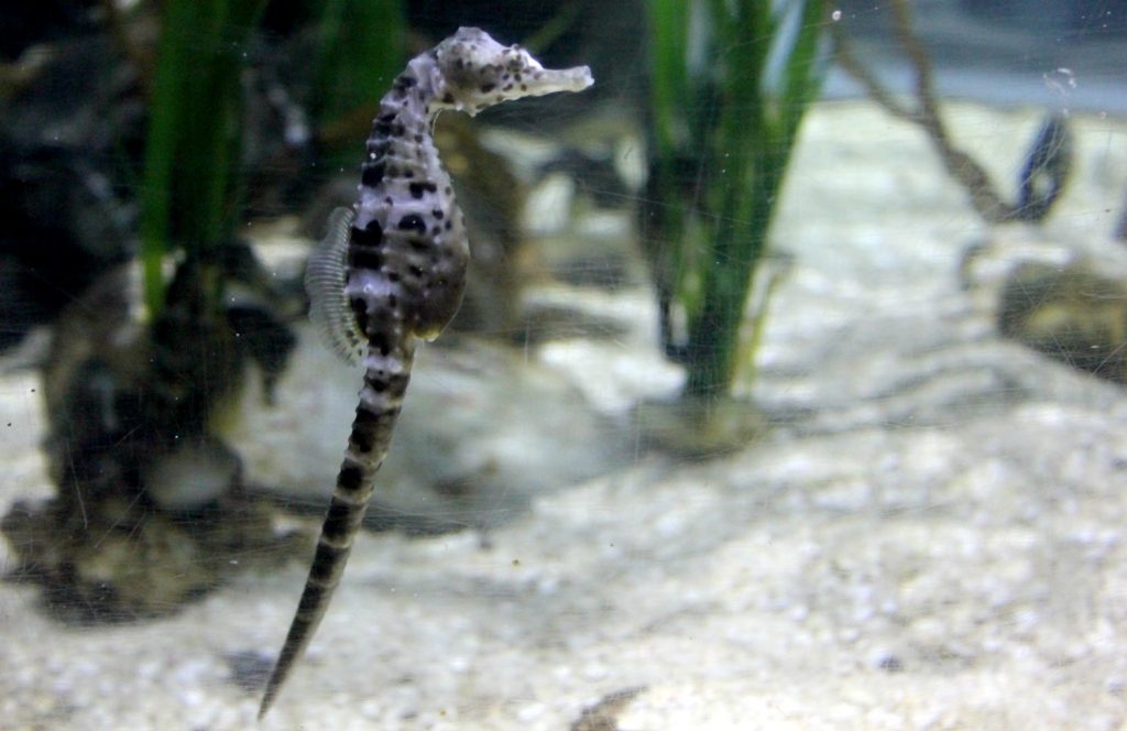 A seahorse at Newquay's Blue Reef Aquarium
