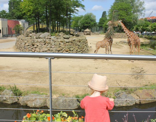 Girl watching the giraffes at Artis Royal Zoo, Amsterdam