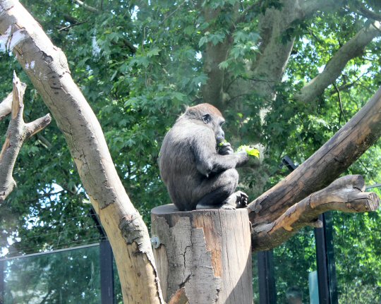 A gorilla sits on a high tree stump among branches at the Amsterdam zoo