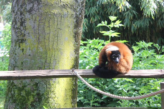 A red lemur sits on a wooden fence at Artis Zoo, Amsterdam