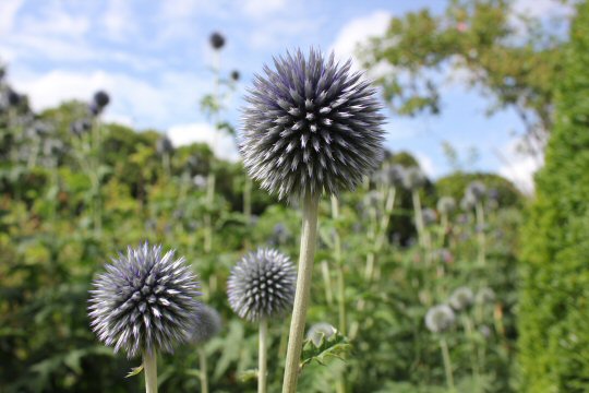 Close up of purple thistle flowers at Mottisfont