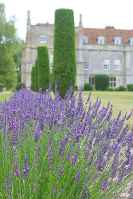 Close up of the lavender in the Mottisfont gardens with the house in the background