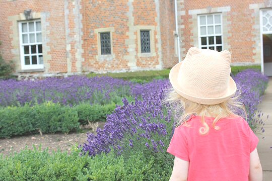 My daughter with the lavender in the gardens of Mottisfont National Trust