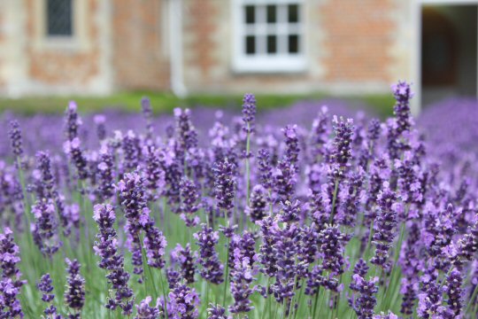 Close-up of lavender in the gardens at Mottisfont