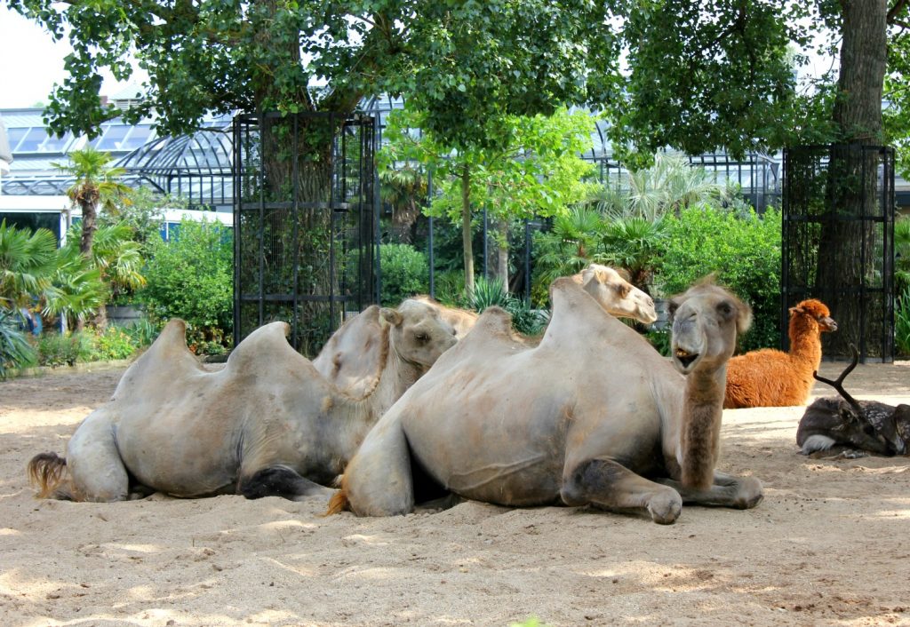 Camels lying on the ground at Artis Zoo, Amsterdam