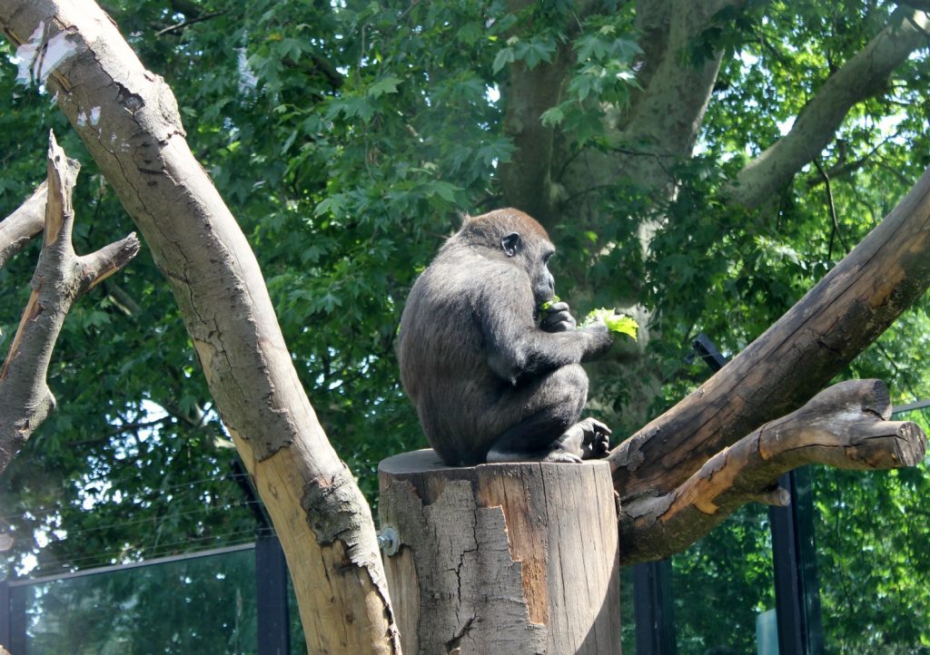 A gorilla sits on a high tree stump among branches at the Amsterdam zoo