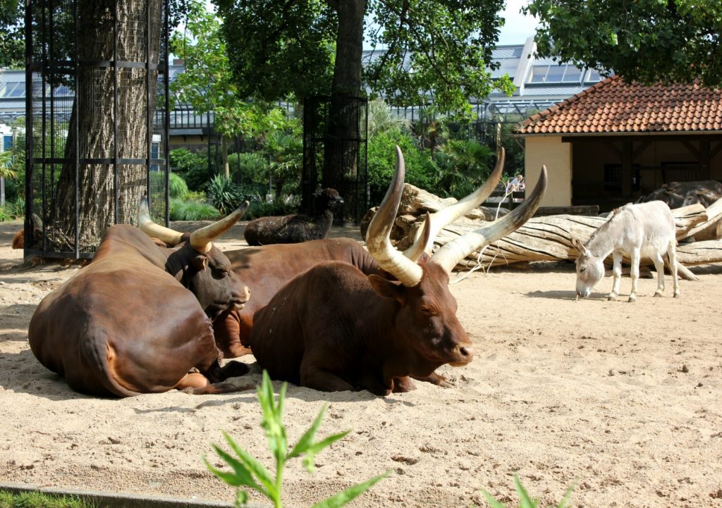 Impressive horned cattle at the Amsterdam Zoo - my visit to Artis zoo with a toddler