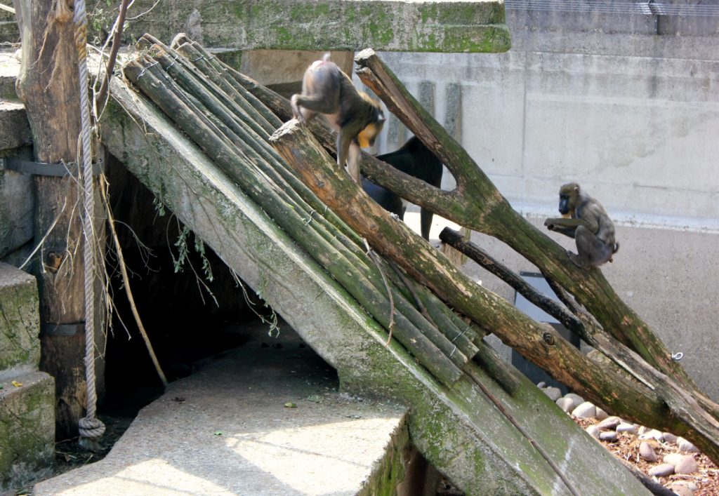Monkeys climbing on branches in their enclosure at Artis Zoo, Amsterdam
