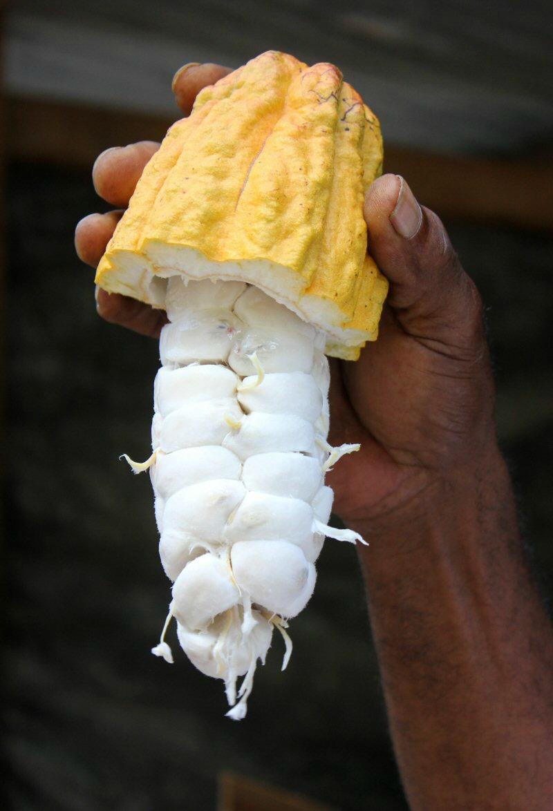 A cacao pod showing the white mucilage - discovering the history of chocolate in St Lucia and how to make it
