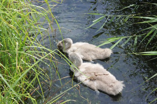 Fluffy cygnets in the water at the London Wetland Centre