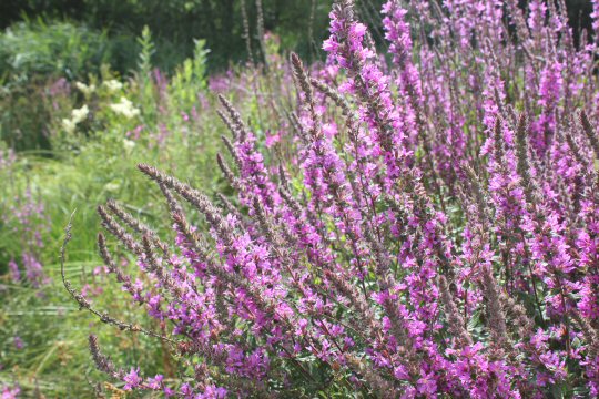 Purple flowers at the London Wetland Centre