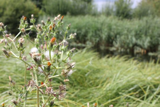 Fluffy pods on plants at the London Wetland Centre