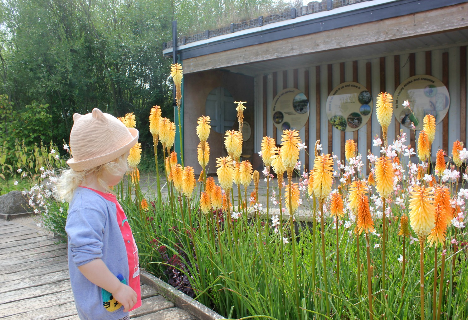 My three-year-old gazes at some of the bright orange flowers in the gardens at the London wetland Centre in Barnes