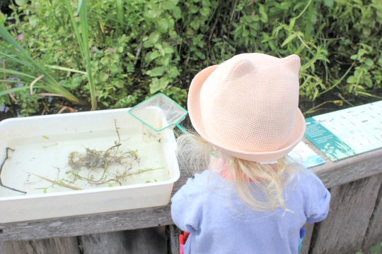 My three-year-old daughter holds a net as she tries pond dipping at the London Wetland Centre