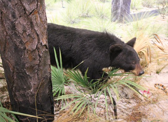 Bear model in the South Florida Museum, now known as the Bishop Museum of Science and Nature in Bradenton