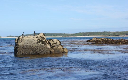 Birds on the rocks of the uninhabited Eastern Islands during out Isles of Scilly glass bottom boat tour