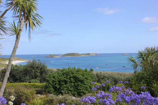 Purple flowers and the blue sea of St Martins in the background - my reasons to visit the Isles of Scilly