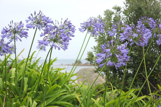 A view to the beach through purple flowers - my reasons to visit the Isles of Scilly