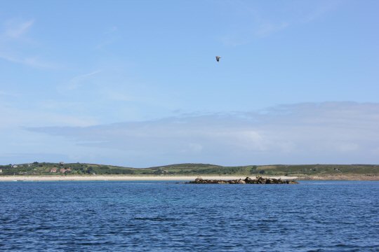 Bird flying above the sea and beach in the distance - my reasons to visit the Isles of Scilly
