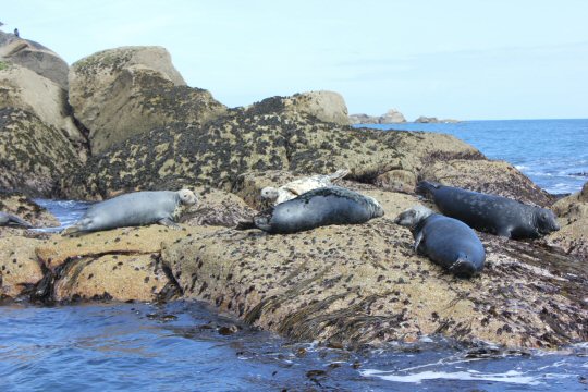 Seals lying on the rock spotted during our boat trip - my reasons to visit the Isles of Scilly