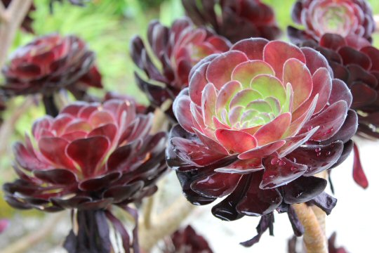 Close-up of flowers in the abbey gardens on Tresco - my reasons to visit the Isles of Scilly