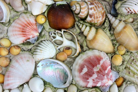 Shells in the Abbey gardens on Tresco - my reasons to visit the Isles of Scilly