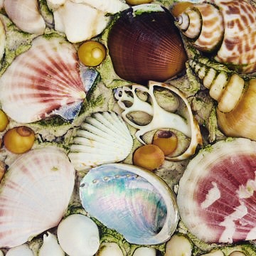 Close of of shells from the grotto in Tresco Abbey Gardens on our trip to the Scilly Isles