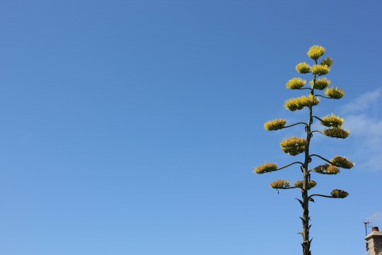 Outline of a tree against a blue sky - my reasons to visit the Isles of Scilly
