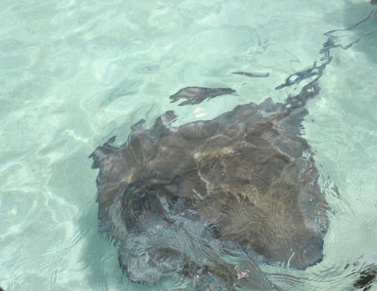 Stingray in the clear waters off Antigua