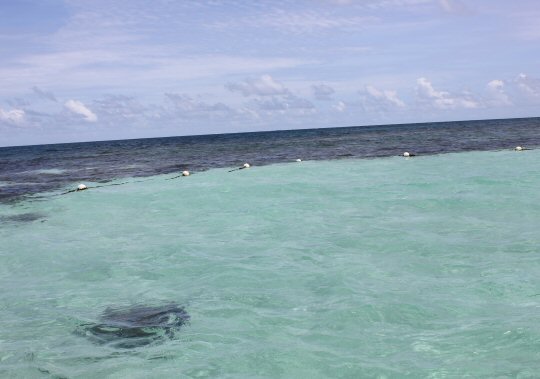 Stingray in the clear waters off Antigua, during our visit to Stingray City