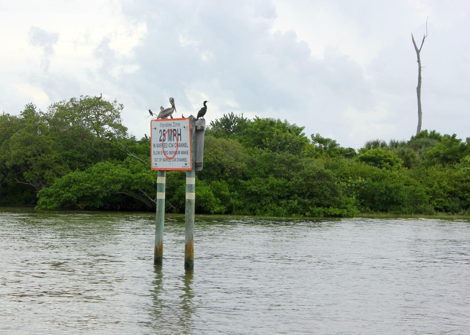 Pelicans on a sign above the water in Bradenton, Florida