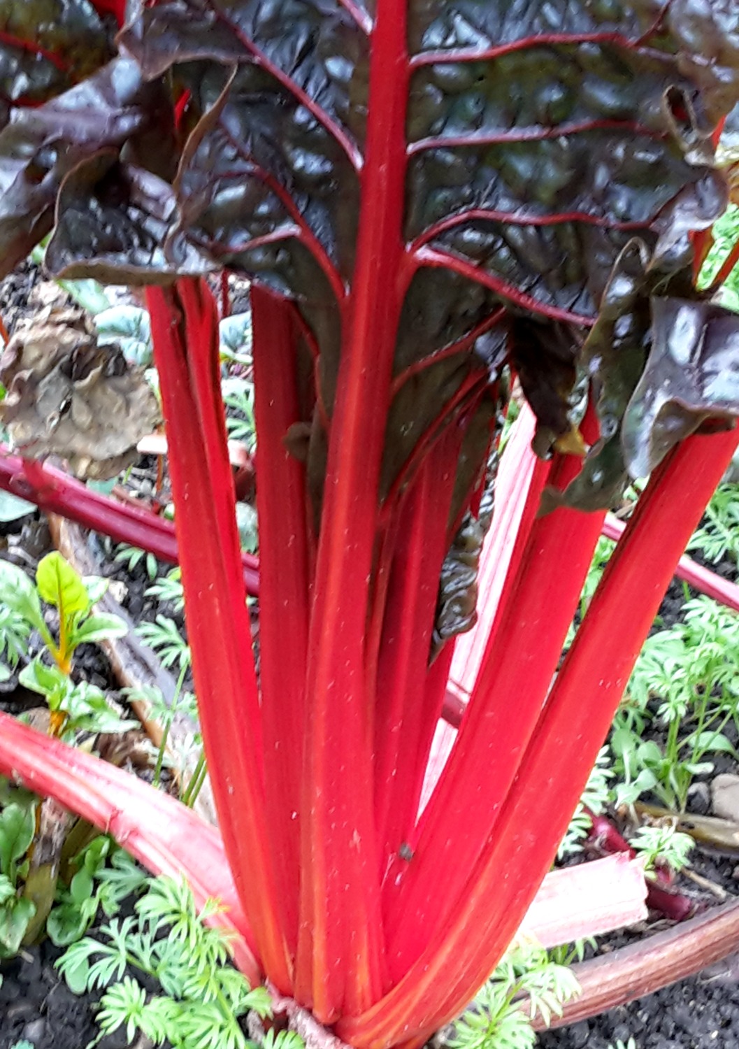Bright red stems in the garden at Osterley House