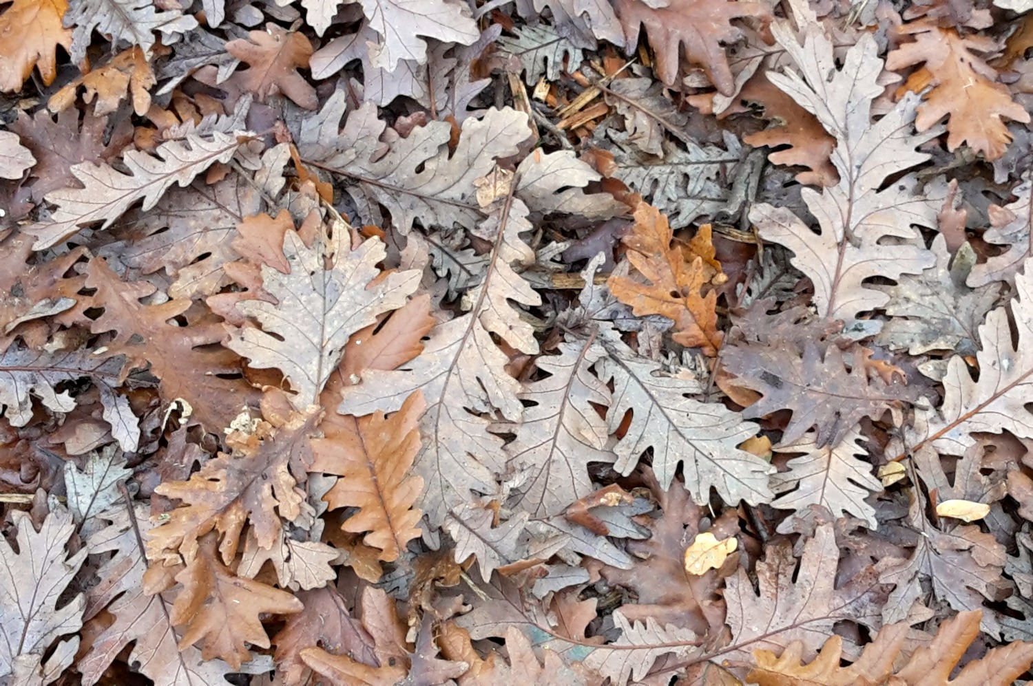 Leaves along the woodland path towards to Osterley House play area, a natural play trail in the woods