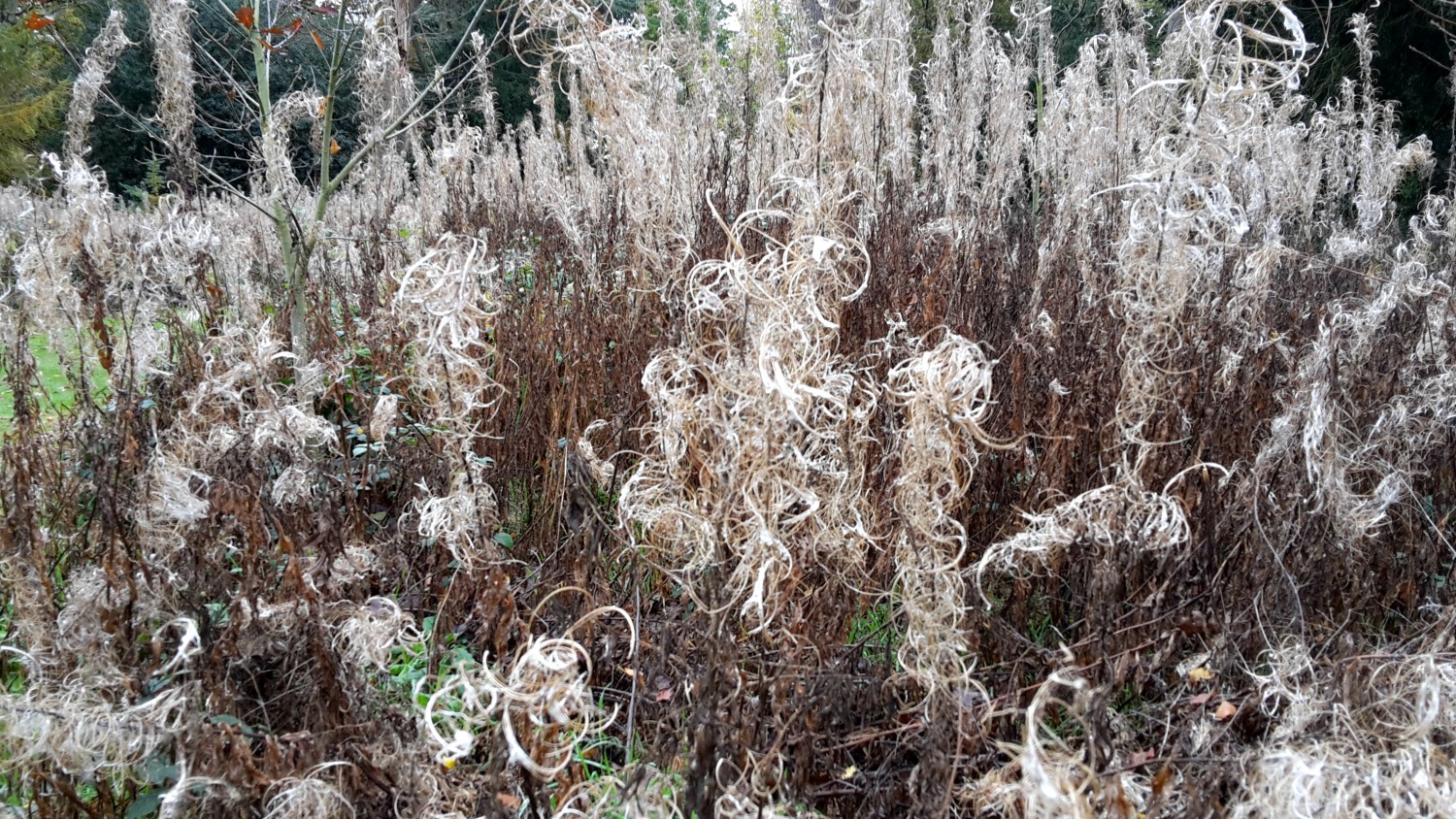 White frilly grasses at Osterley House