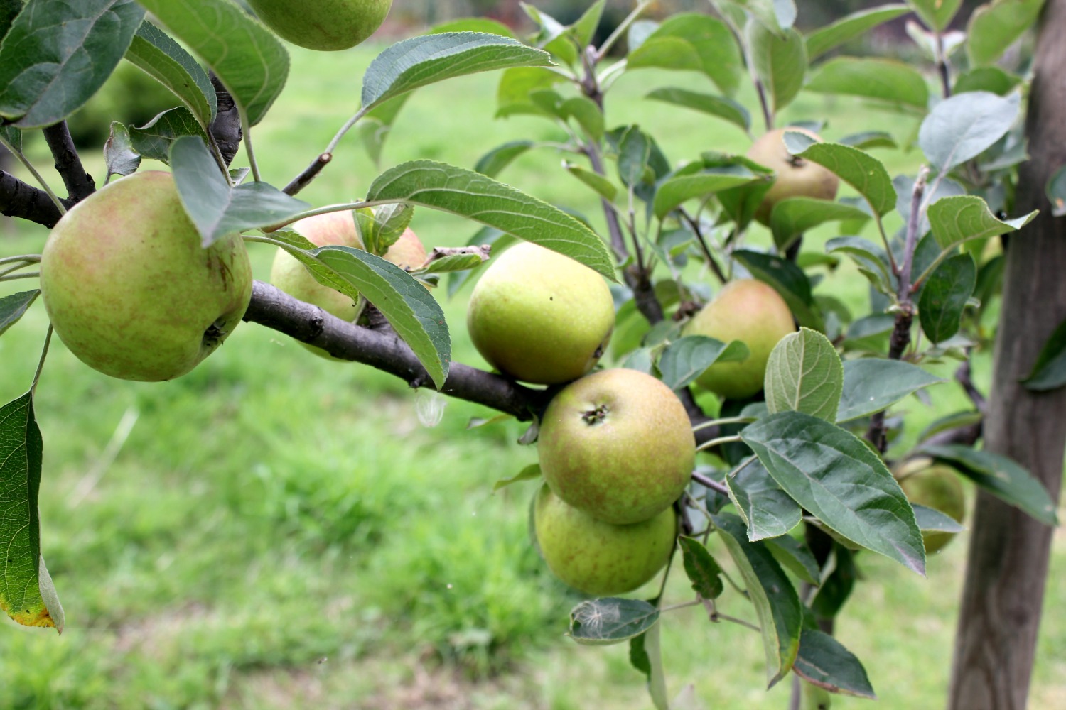 Apples growing on a tree in the garden - a day out at Nostell Priory with kids, during our weekend in Yorkshire