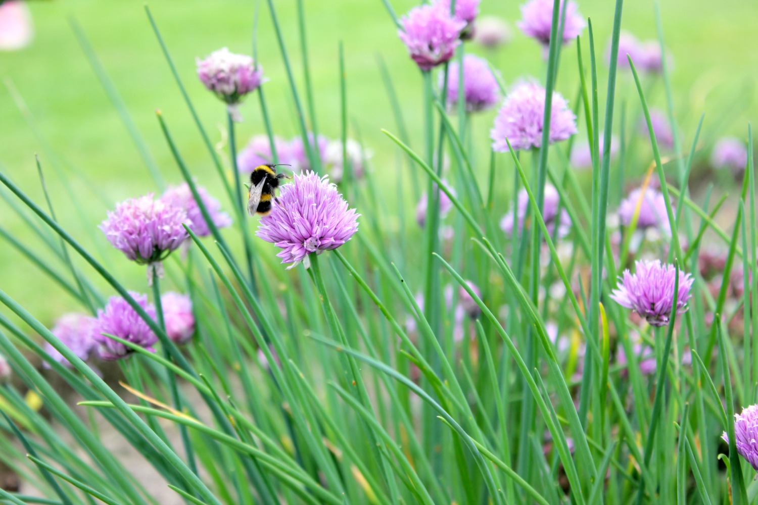 Bee lands on a purple chive flower - a day out at Nostell Priory with kids, during our weekend in Yorkshire