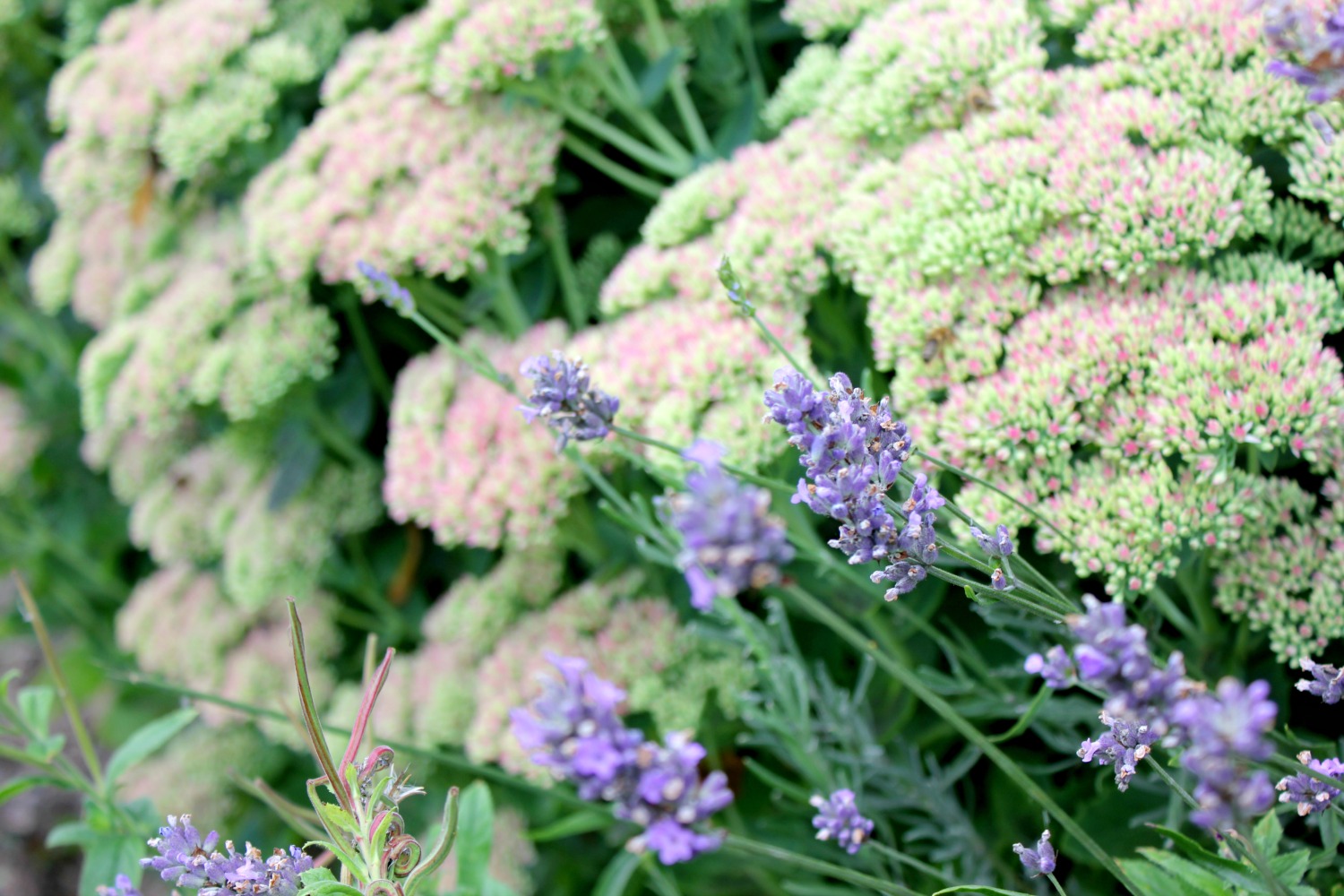 Close-up detail of flowers in the garden at Nostell Priory, Yorkshire