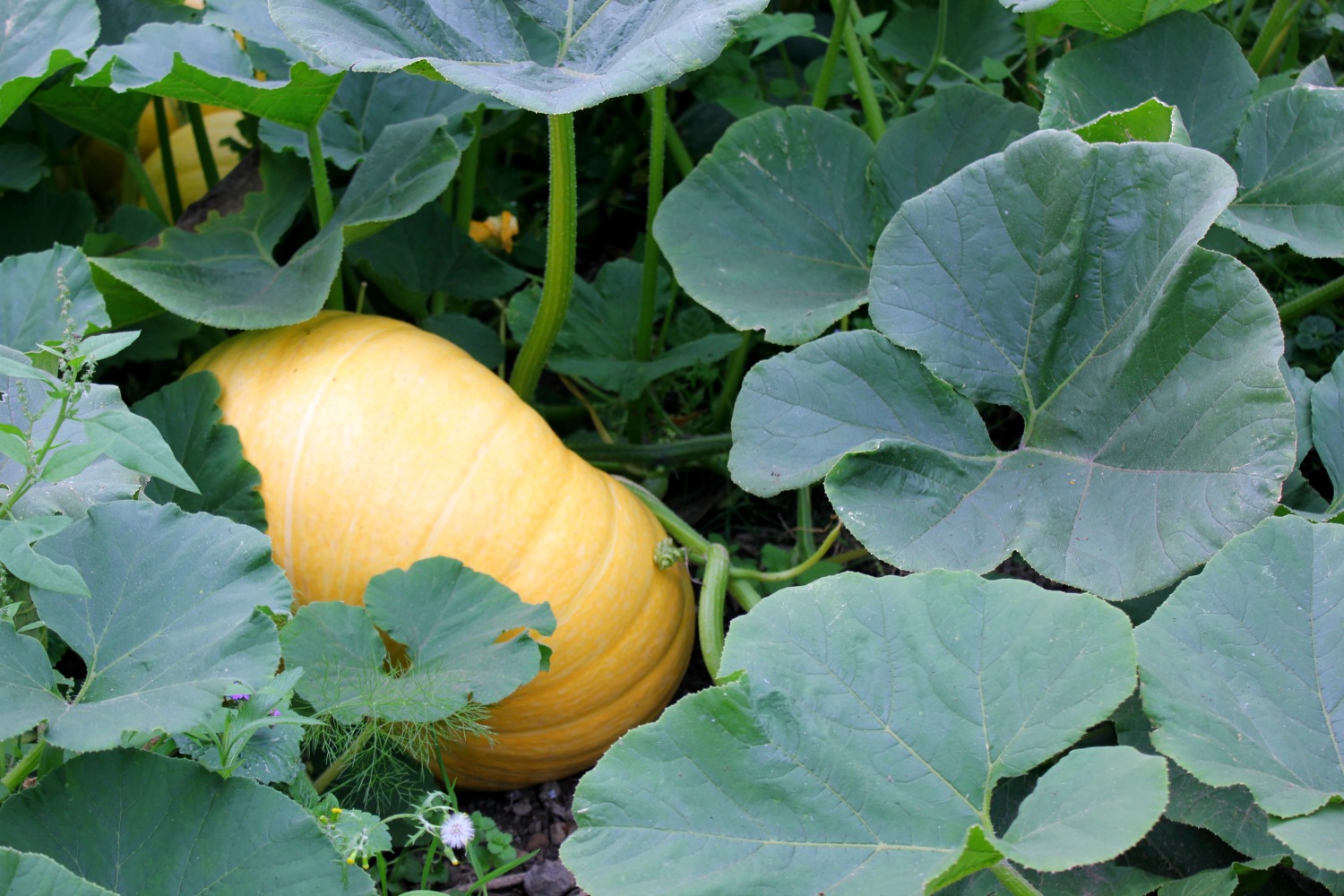 Pumpkin in the vegetable garden - a day out at Nostell Priory with kids, during our weekend in Yorkshire