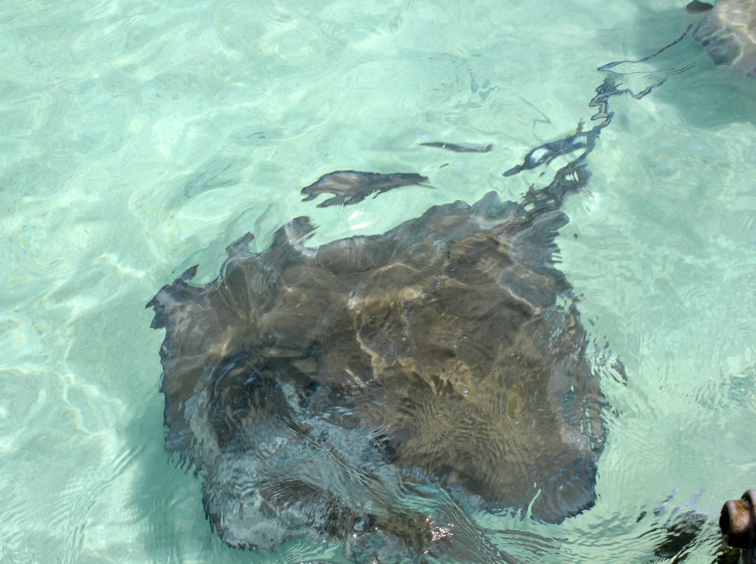 Close up of a stingray in the clear waters - 14 reasons to visit Antigua with young kids