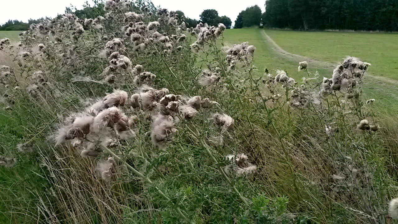 Fluffy white heads of wildflowers - my review of the Room on the Broom trail in Yorkshire