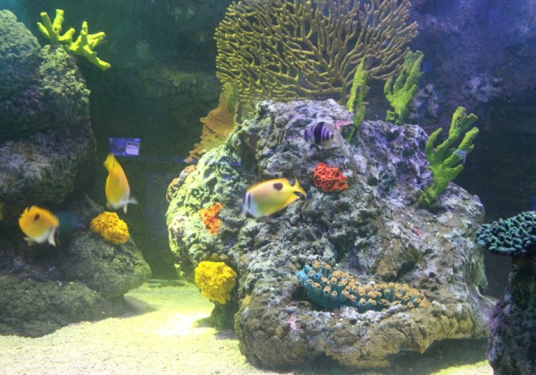 Tropical fish at Sea Life Brighton - just a few of the 150 creatures at the aquarium. Visiting is one of my top things to do in Brighton with kids