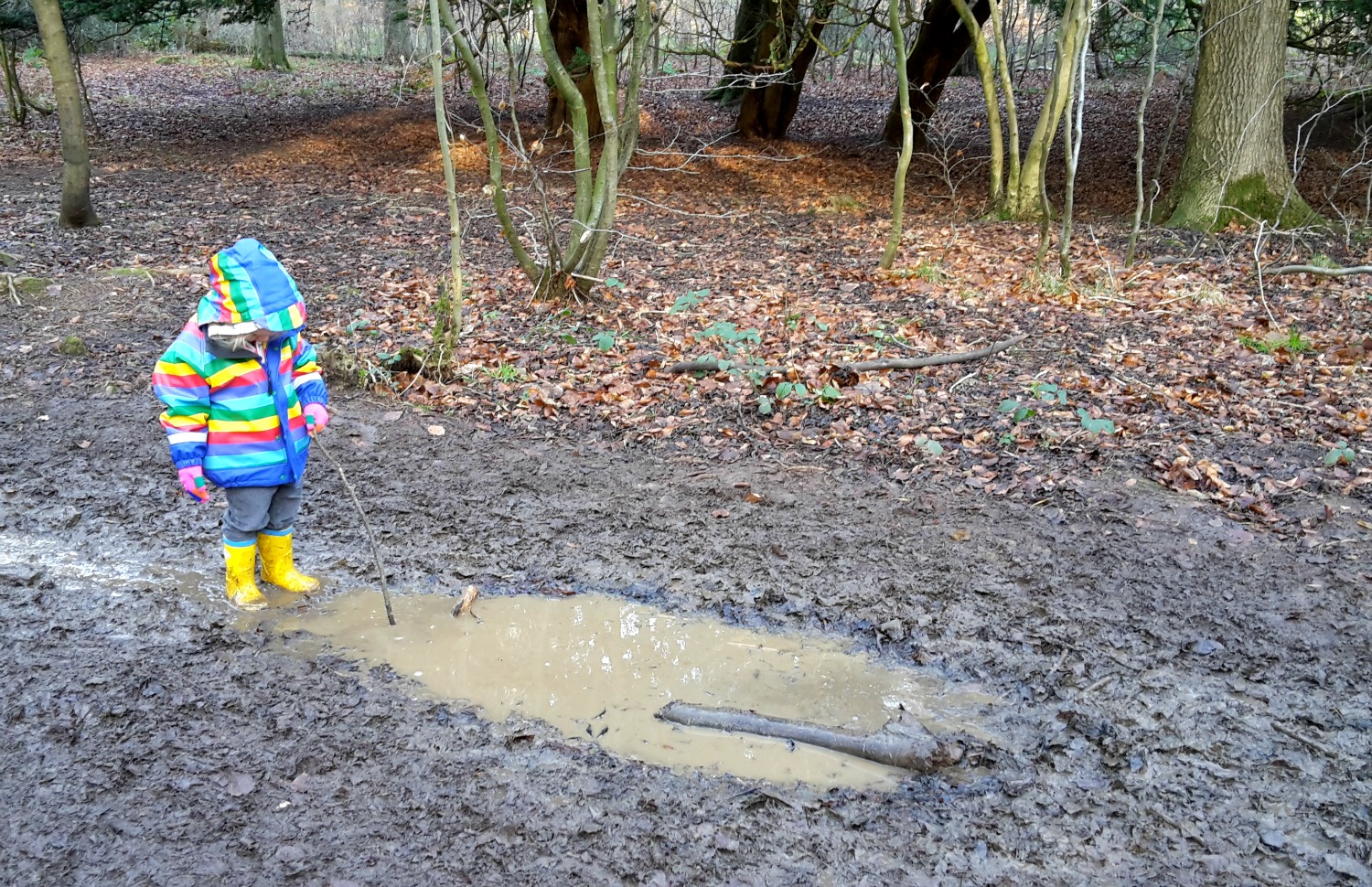 My daughter gazes into a huge puddle at Wendover woods on a family day out in Buckinghamshire, following the Stick Man trail