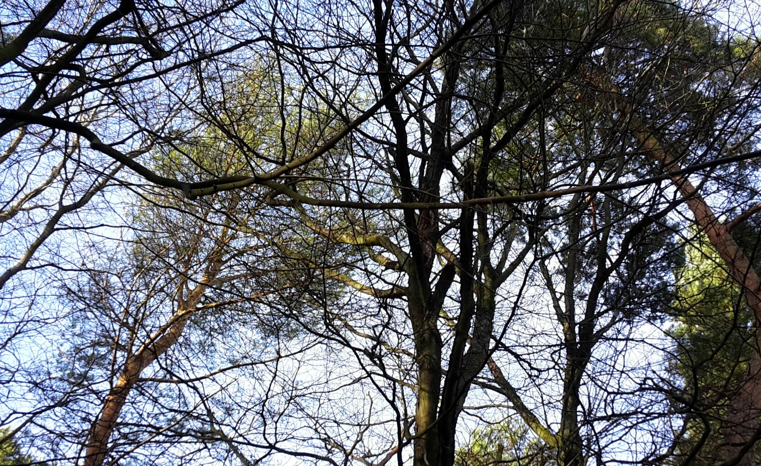 View up into the winter trees at Wendover Woods in Buckinghamshire