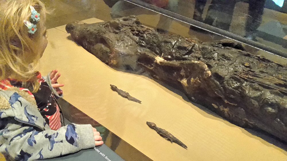 My daughter looks at the mummified crocodile after following the British Museum activity trail - visiting the British museum with kids