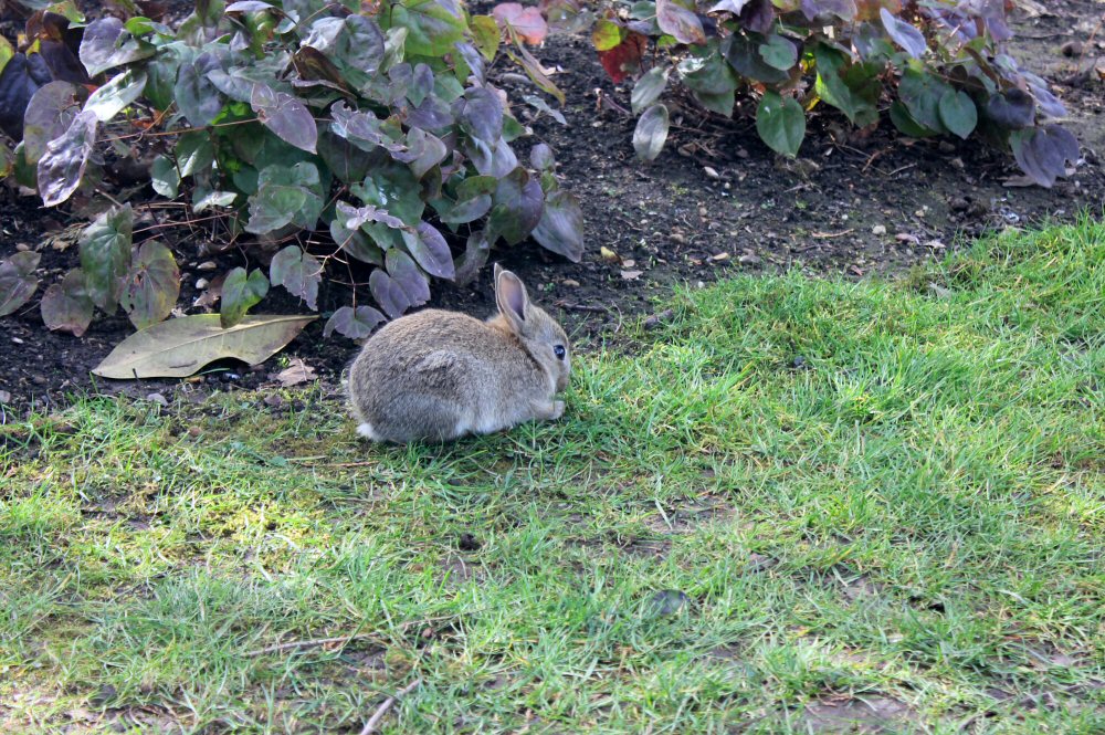 A brown rabbit sits on the grass by flowerbeds at Cliveden National Trust at the end of our Cliveden Easter Egg hunt