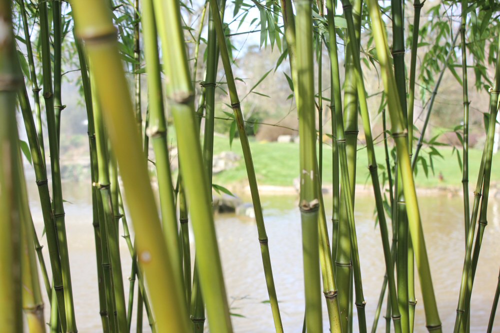 Looking to the lake in the gardens at Cliveden National Trust seen through bamboo